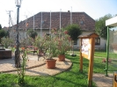 viragok_5